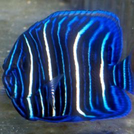 Euxiphipops Xanthometopon juvenile : 3-4 cm  