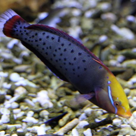 Coris formosa : 10-12 cm  