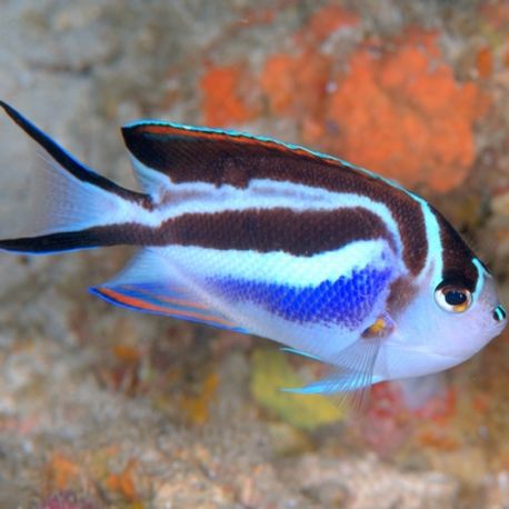 Genicanthus Bellus femelle : 5-7 cm  