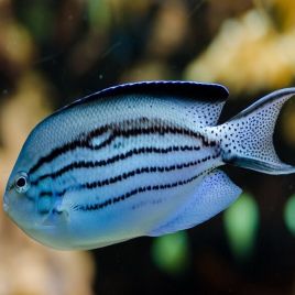 Genicanthus Lamarck : 3-5 cm