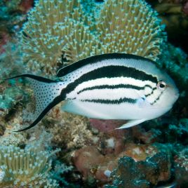 Genicanthus Lamarck 7-10 cm