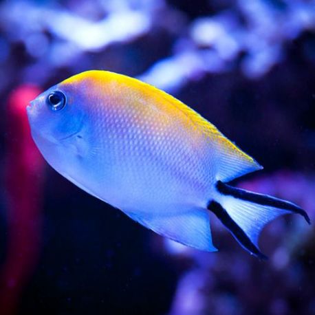 Genicanthus Melanospilos femelle : 6-8 cm  