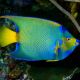 Holacanthus Ciliaris adulte : 12-15 cm  387,50 €