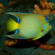Holacanthus Ciliaris adulte : 17 à 20 cm  
