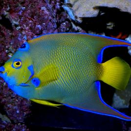 Holacanthus Ciliaris adulte : 15 à 20 cm  