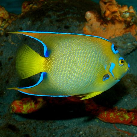 Holacanthus Ciliaris adulte : 20 à 25 cm  