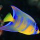 Holacanthus Ciliaris sub-adulte : 6 à 10 cm  