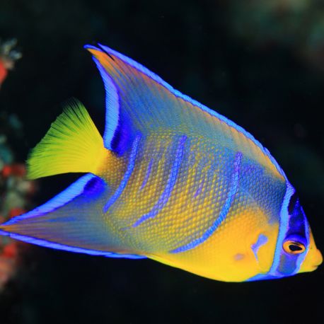 Holacanthus Ciliaris juvenile : 4-6 cm  