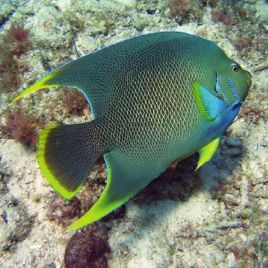 Holacanthus bermudensis 10-12 cm