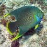 Holacanthus bermudensis 10-12 cm