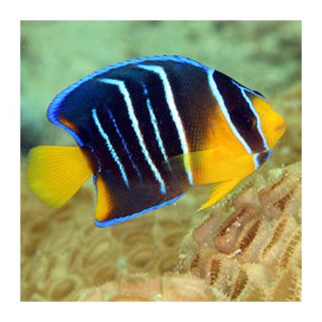 Holacanthus bermudensis  4-7 cm