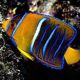Holacanthus Passer adulte : 15-18 cm  