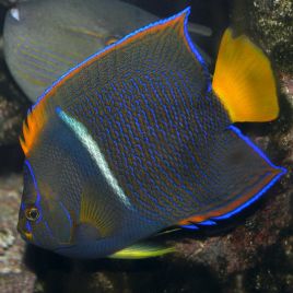 Holacanthus Passer adulte : 15-18 cm  