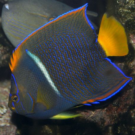 Holacanthus Passer adulte : 15-18 cm  