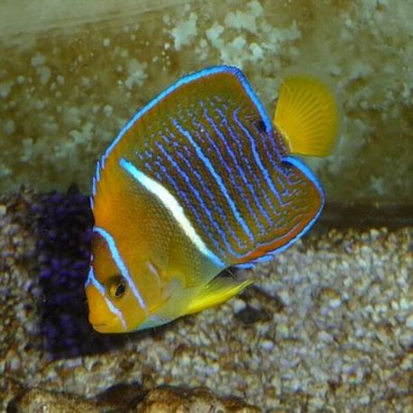 Holacanthus Passer : 8-10 cm  