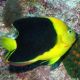 Holacanthus Tricolor : 8-10 cm  