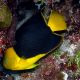 Holacanthus Tricolor : 8-10 cm  