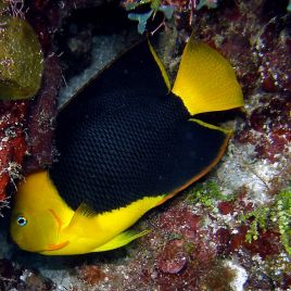 Holacanthus Tricolor : 8-10 cm  