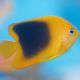 Holacanthus Tricolor : 8-10 cm  