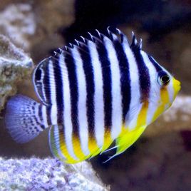 Paracentropyge Multifasciata élevage 2-3 cm