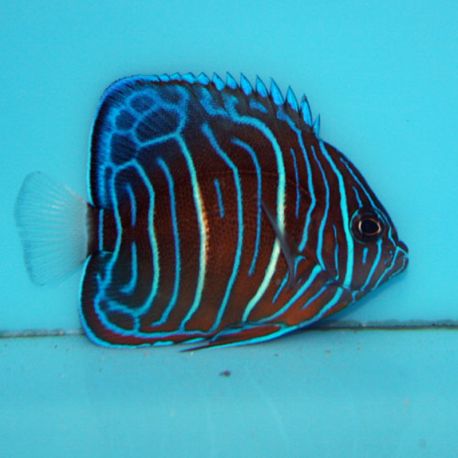 Pomacanthus Annularis adulte : 7-10 cm  