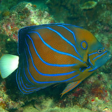 Pomacanthus Annularis adulte : 15 à 18 cm  