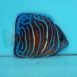 Pomacanthus Annularis juvenile : 4-6 cm  