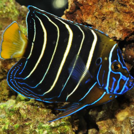 Pomacanthus Chrysurus adulte : 9-12 cm  