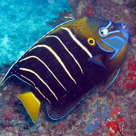 Pomacanthus Chrysurus adulte : 15-20 cm  