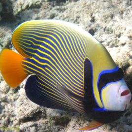 Pomacanthus Imperator adulte : 16-20 cm