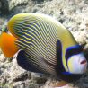 Pomacanthus Imperator adulte : 16-20 cm