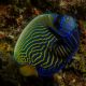 Pomacanthus Imperator juvenile : 5-7 cm  67,50 €