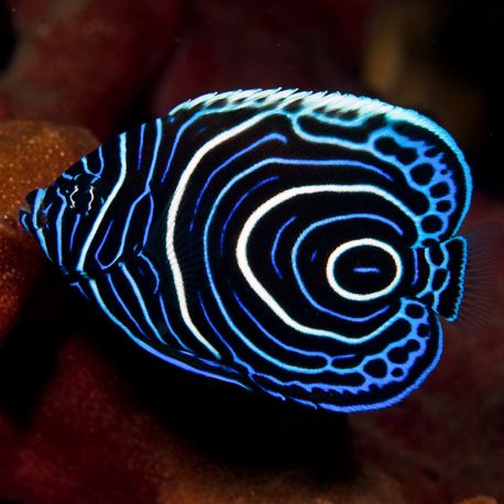 Pomacanthus Imperator juvenile : 6 à 8 cm  