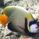 Pomacanthus Imperator sub-adulte : 10-12 cm  