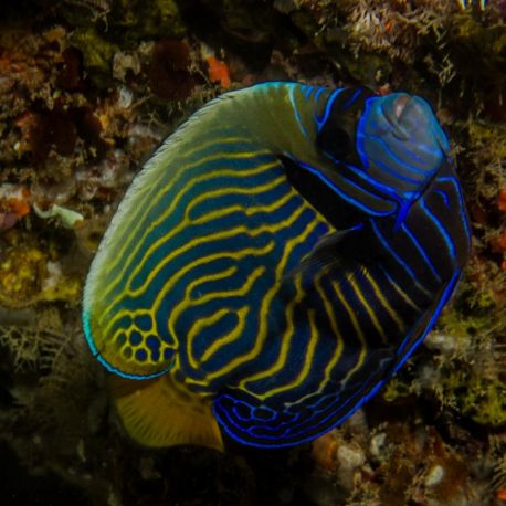 Pomacanthus Imperator sub-adulte : 10-12 cm  