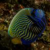 Pomacanthus Imperator sub-adulte : 10-12 cm