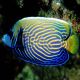 Pomacanthus Imperator sub-adulte : 10-12 cm  