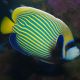 Pomacanthus Imperator sub-adulte : 10-12 cm  