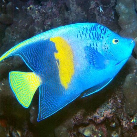 Pomacanthus Maculosus adulte : 7-8 cm  