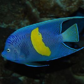 Pomacanthus Maculosus adulte : 15-18 cm  