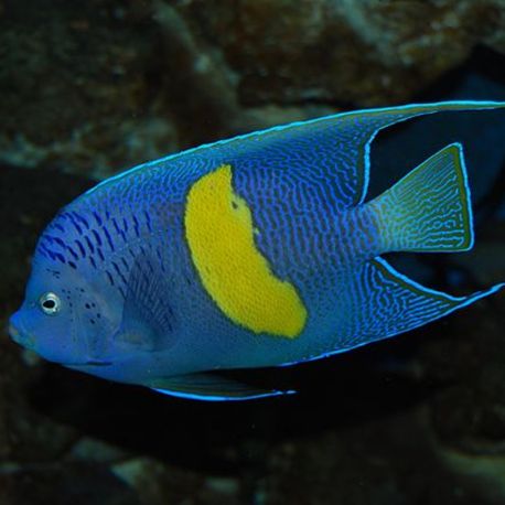 Pomacanthus Maculosus adulte : 15-18 cm  