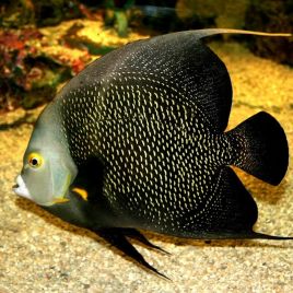 Pomacanthus Paru adulte : 14 à 17 cm  