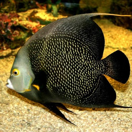 Pomacanthus Paru adulte : 14 à 17 cm  