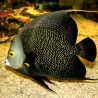 Pomacanthus Paru adulte : 14 à 18 cm  
