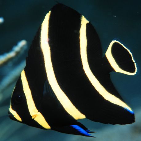 Pomacanthus Paru juvenile : 4-6 cm  