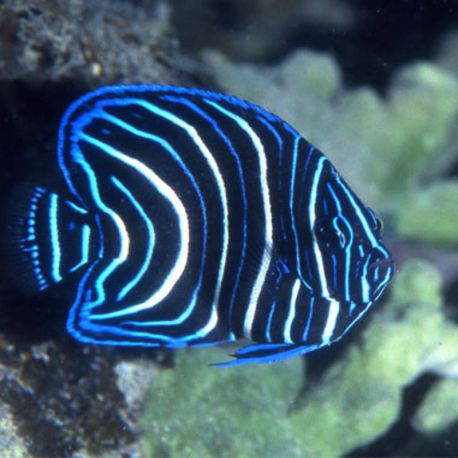 Pomacanthus Semicirculatus juvenile : 2 à 4 cm  37,50 €