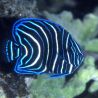 Pomacanthus Semicirculatus juvenile : 2 à 4 cm  