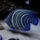 Pomacanthus Semicirculatus juvenile : 4 à 7 cm  43,50 €