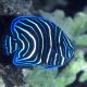 Pomacanthus Semicirculatus juvenile : 4 à 7 cm  43,50 €