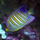 Pygoplites Diacanthus Océan Indien(mer rouge) 8-10 cm